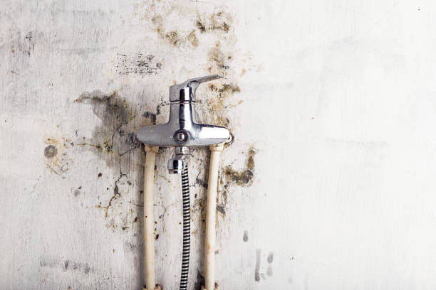 Best Home Mold Removal  in Summit Hill, PA