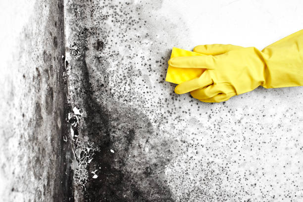 Best Fast Mold Removal  in Summit Hill, PA