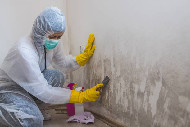 Best Mold Damage Repair  in Summit Hill, PA