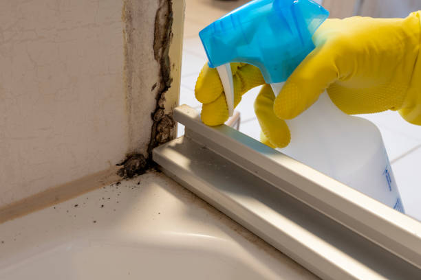 Reliable Summit Hill, PA Mold Removal Solutions