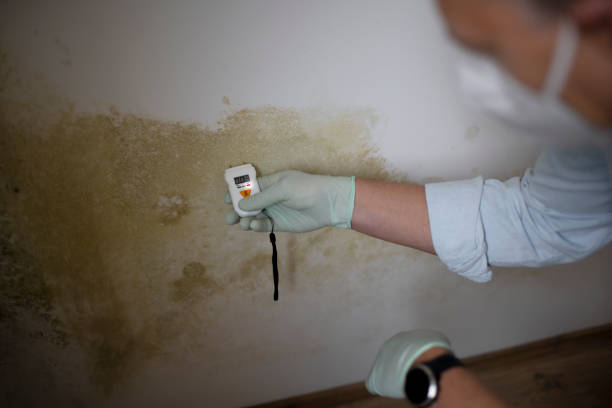 Best Emergency Mold Removal  in Summit Hill, PA