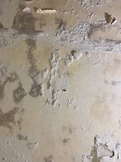 Best Mold Testing  in Summit Hill, PA