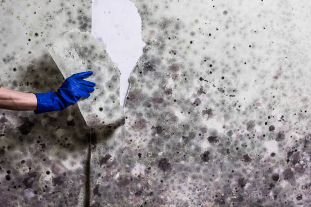 Best Mold Testing and Removal  in Summit Hill, PA