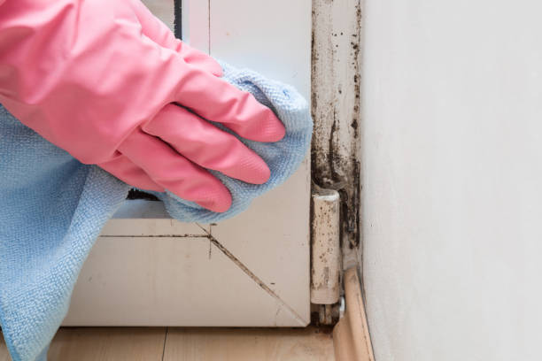 Mold Removal and Inspection in Summit Hill, PA