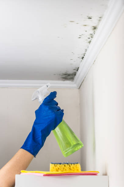 Best Attic Mold Removal  in Summit Hill, PA